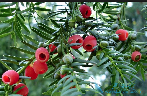 白蛋白结合型紫杉醇 白蛋白结合型紫杉醇