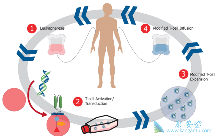 细胞因子风暴 细胞因子风暴